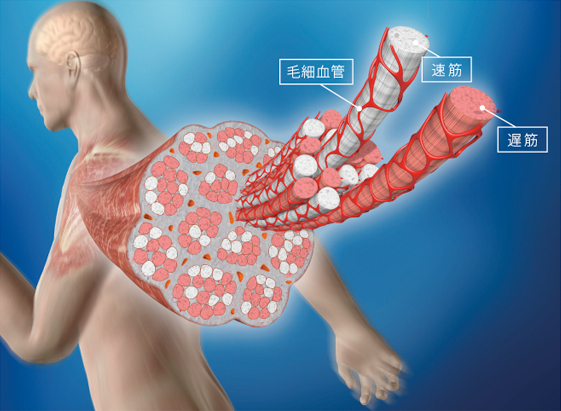加圧トレーニングの効果→二種類の筋肉を鍛える！ 画像