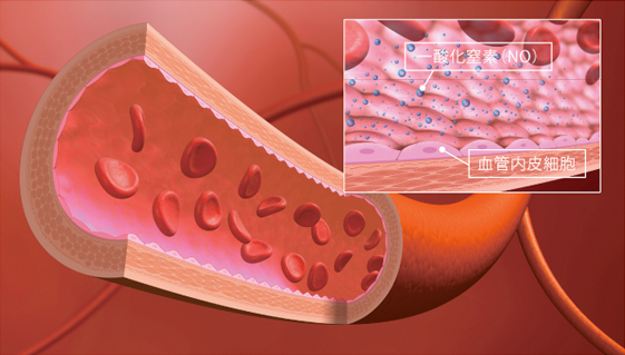 加圧トレーニングの効果続き 画像