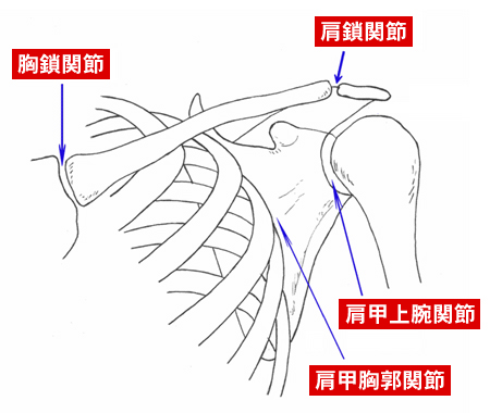 肩甲上腕関節 肩甲胸郭関節 胸鎖関節 肩鎖関節